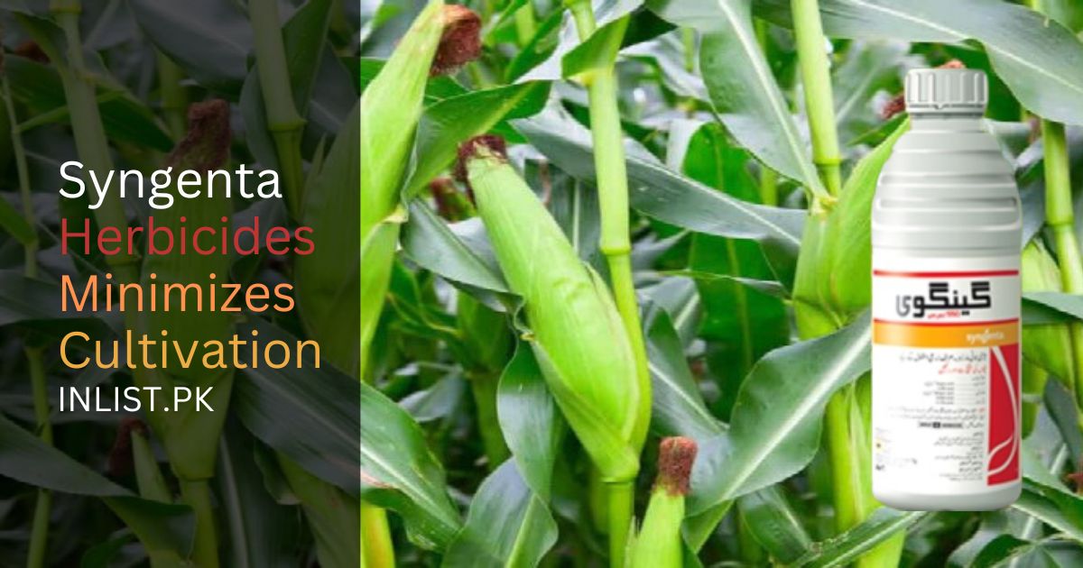 Syngenta Hybrid Corn Simpler and Quicker to Develop