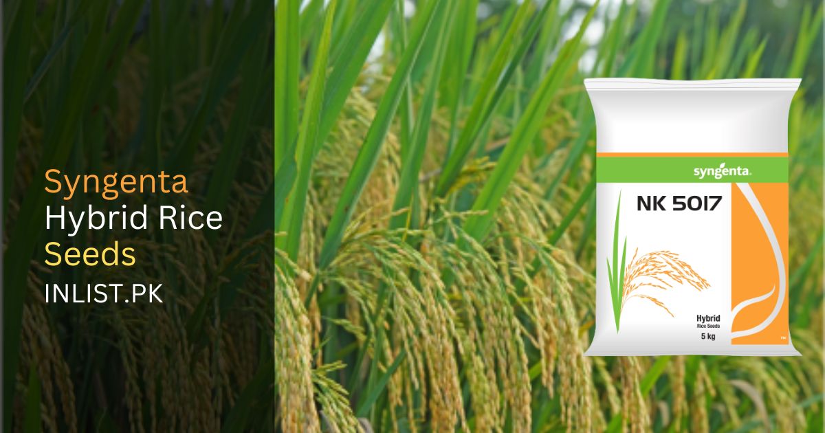 Syngenta Hybrid Rice Seeds